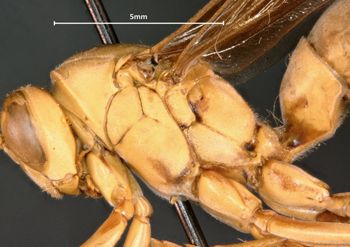 Media type: image;   Entomology 33161 Aspect: thorax lateral
